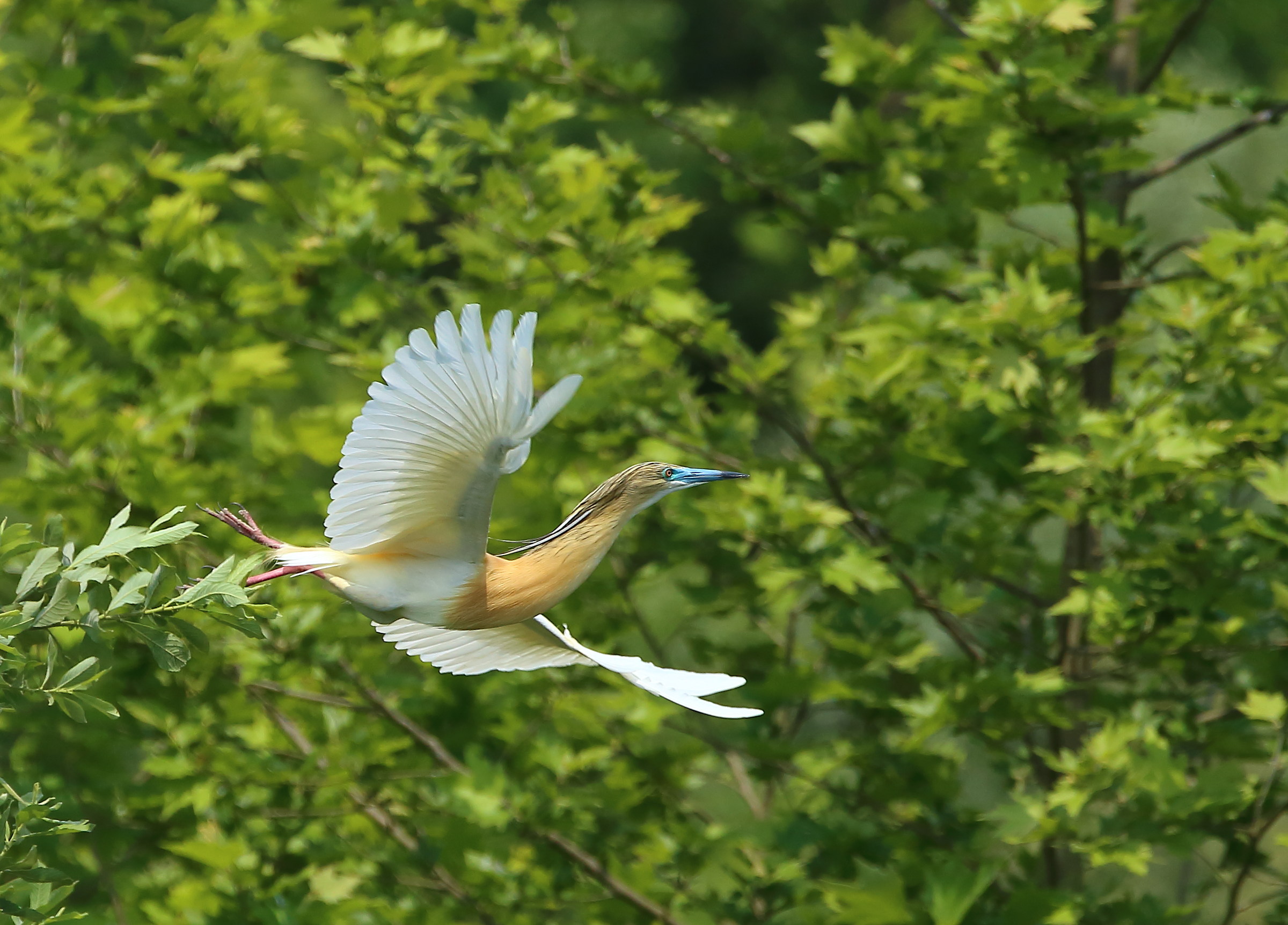 Sgarza Ciuffetto - free flight