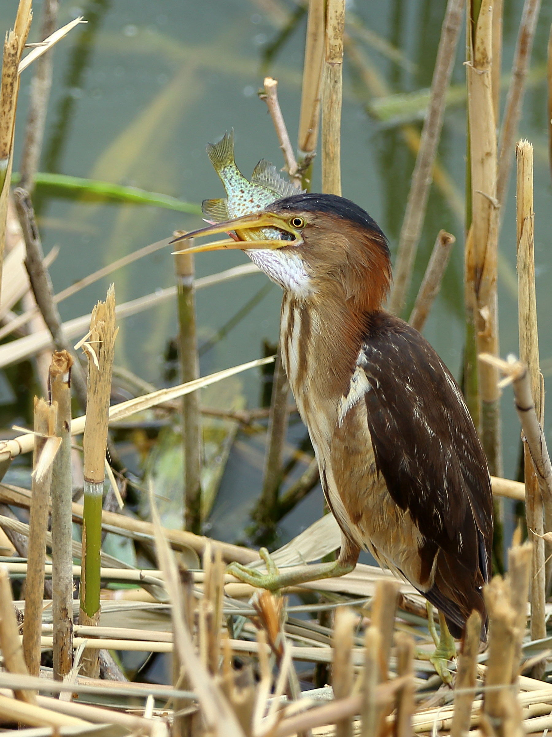 Bittern - catching Persian Sun
