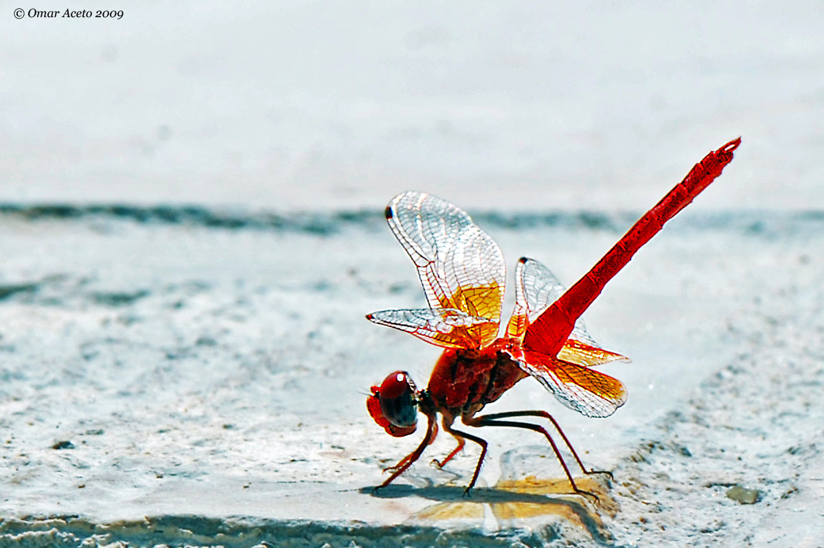 Trithemis_Kirby_ (backlighting)