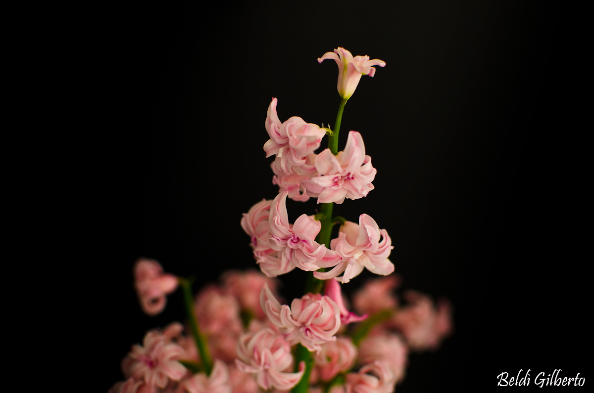 Pink Lily of the Valley