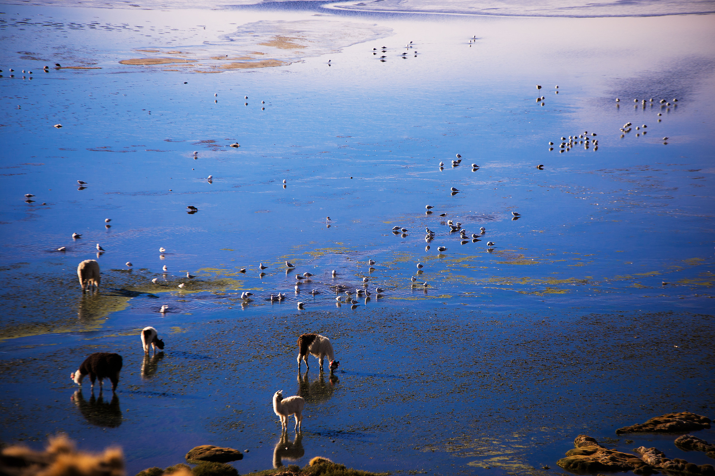 Laguna colorada