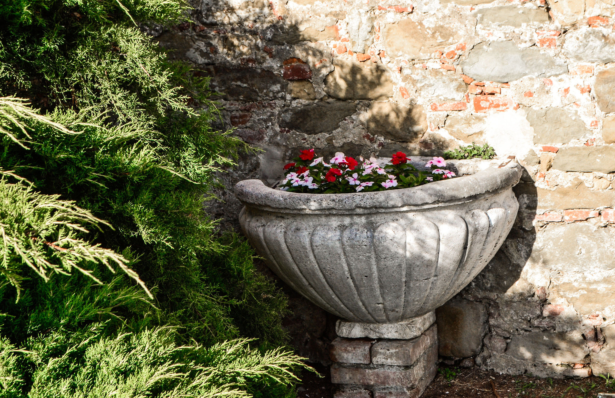 flowers in the shade