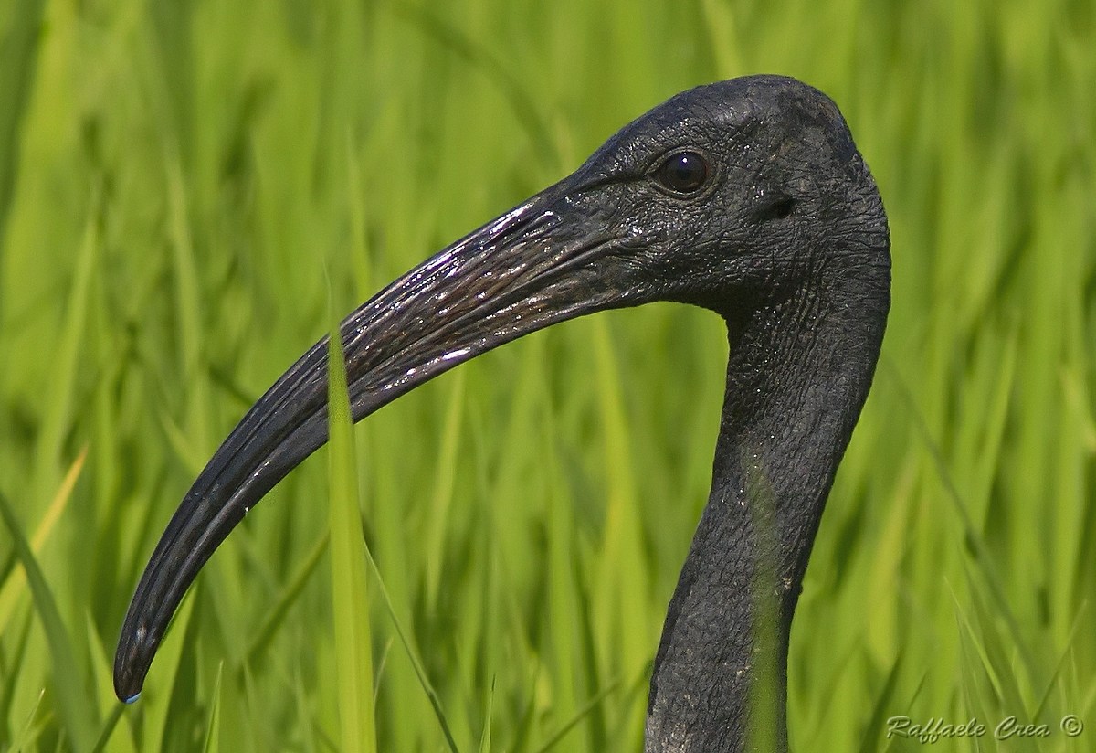 Ibis Sacro Particolare