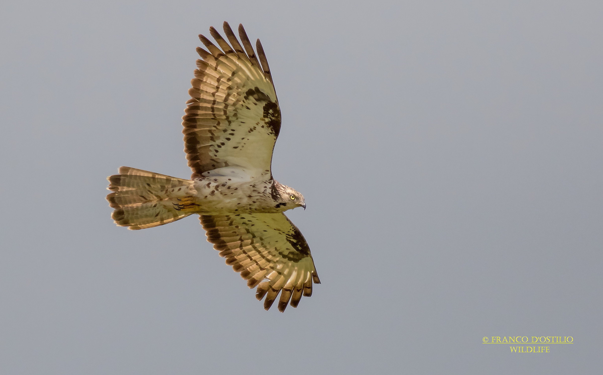Honey buzzard