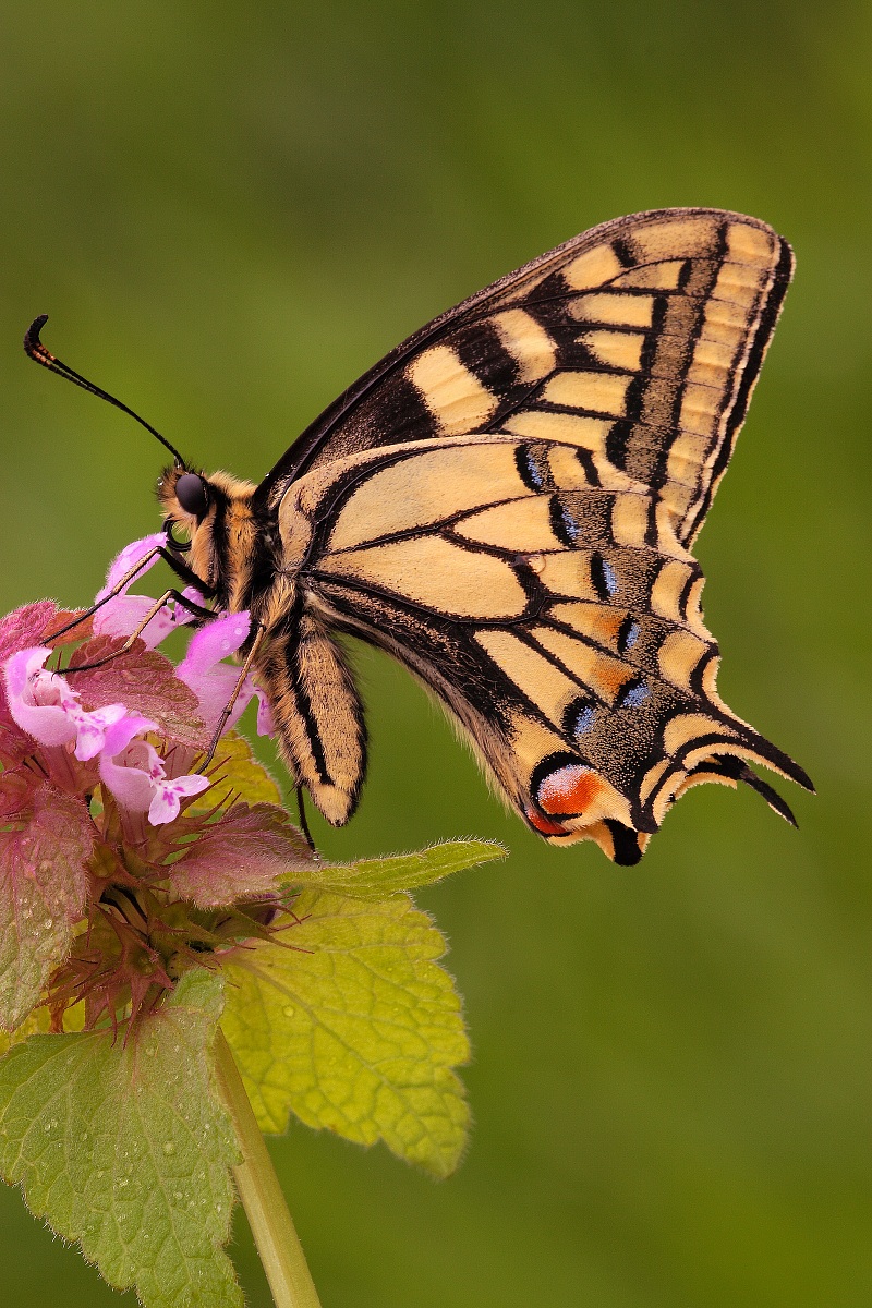 Papilio Machaon a sorpresa