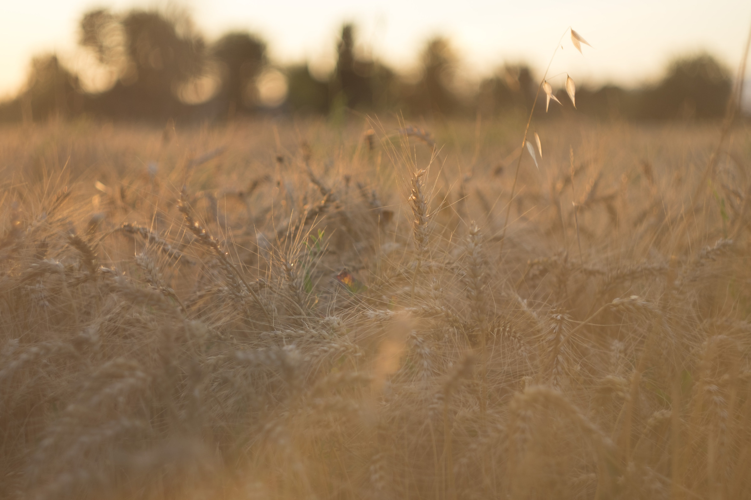 wheat field