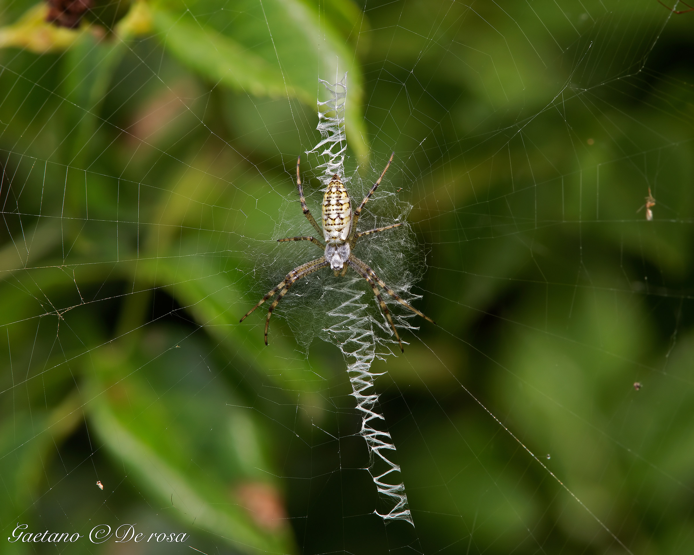 Ragno Argiope.
