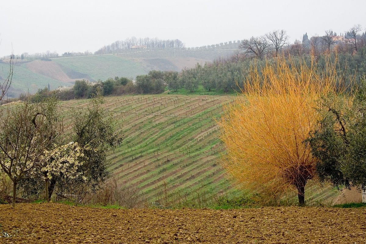 mattinata di primavera