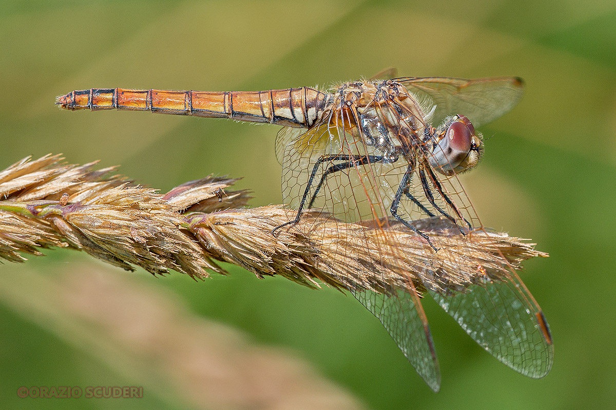 Dragonfly
