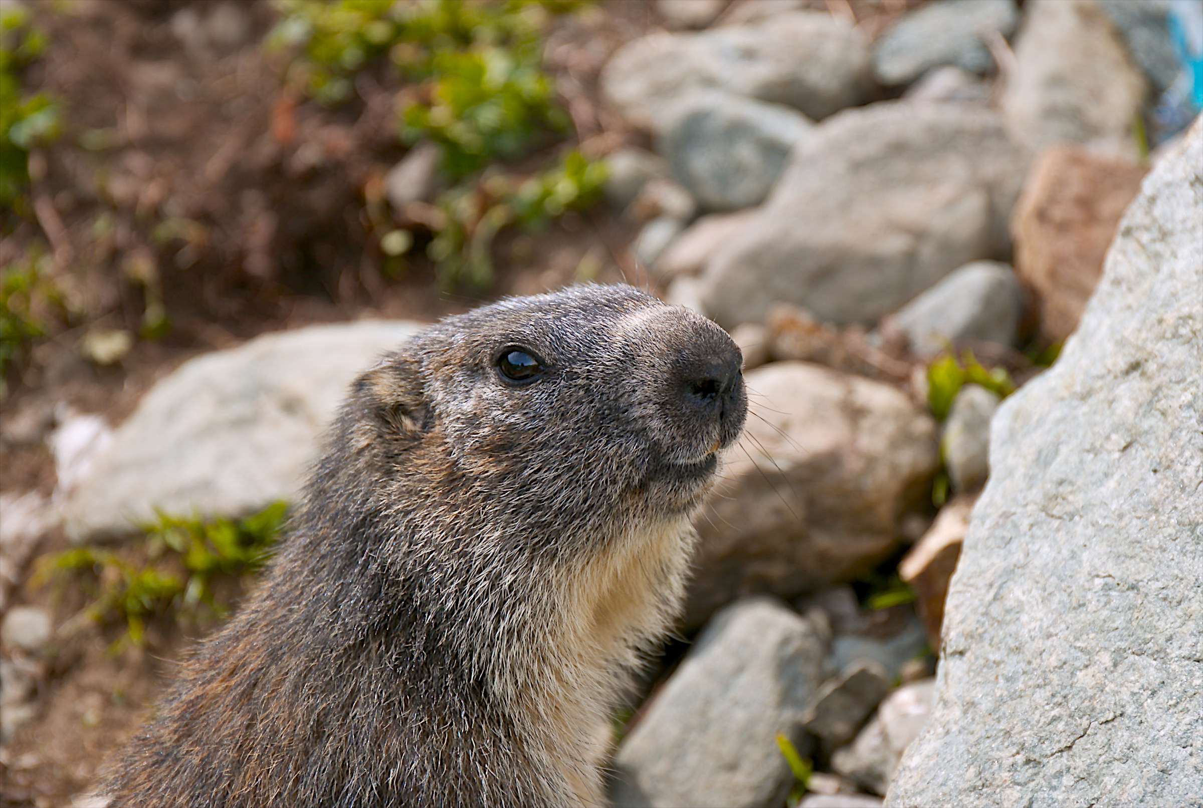 marmot