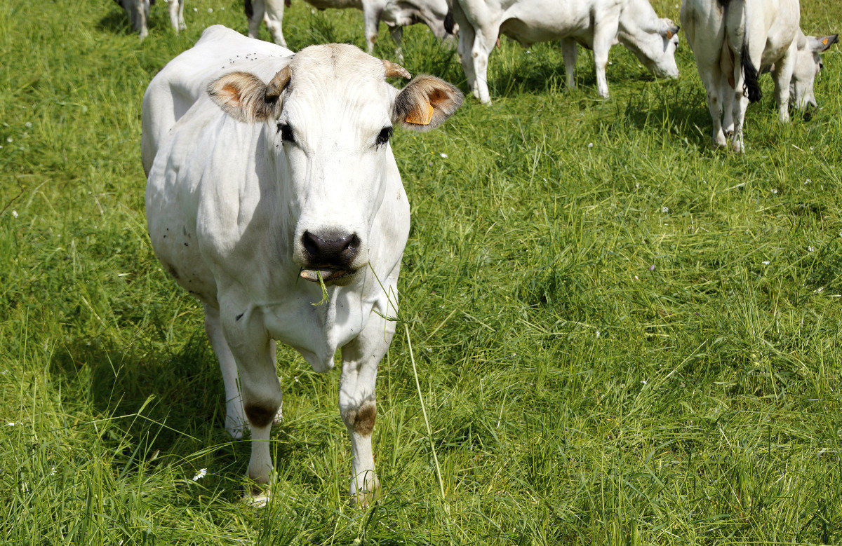 Believe me ... a real treat!