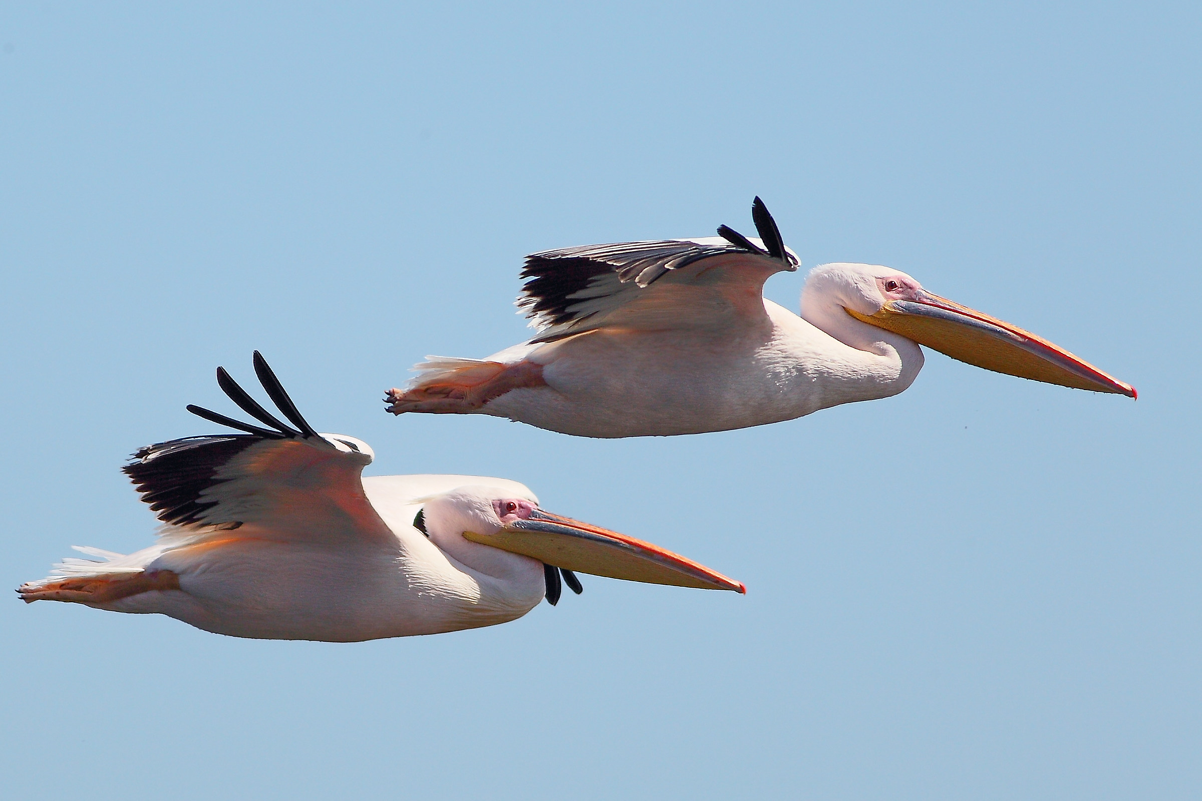06 White Pelican
