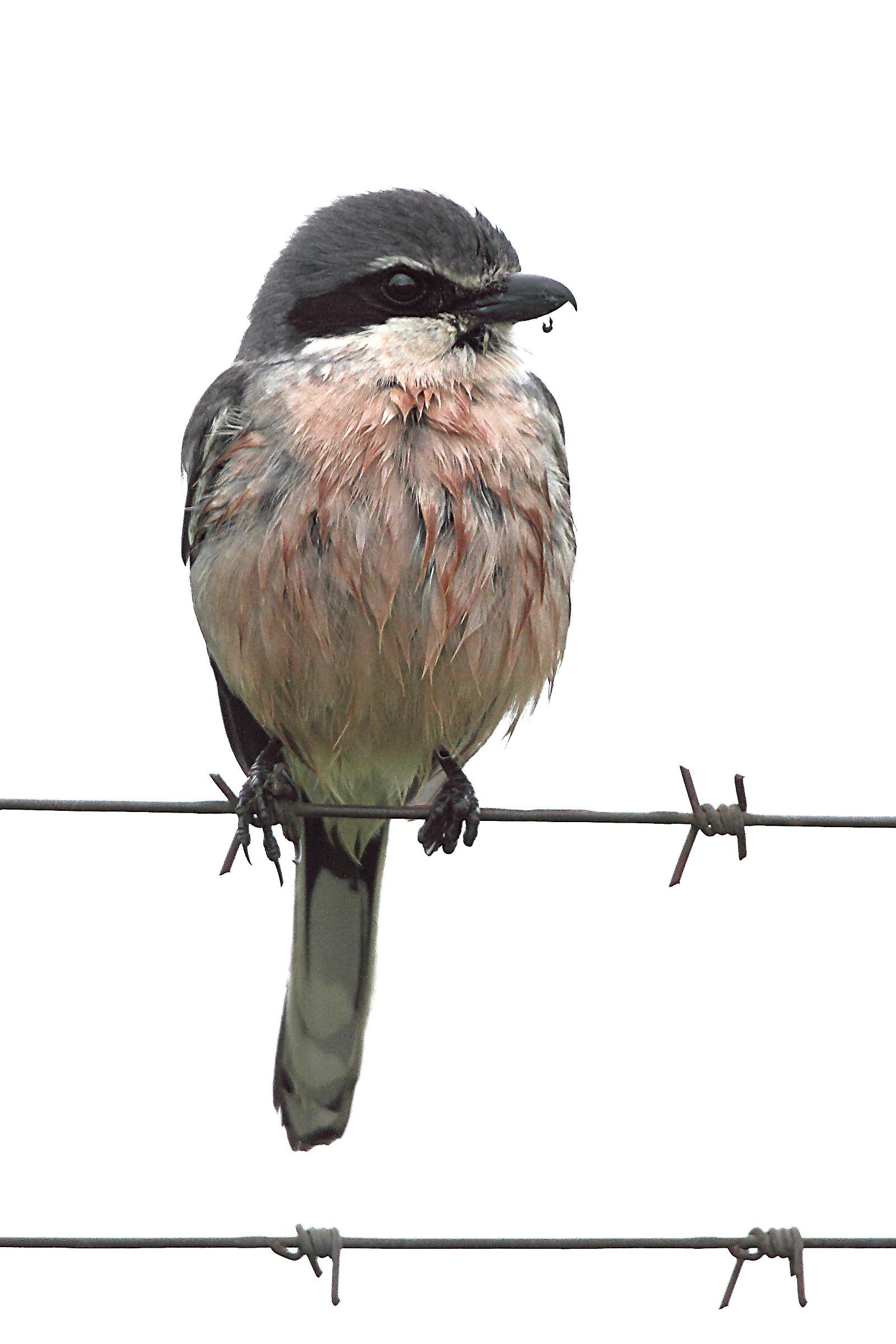 Southern Grey Shrike