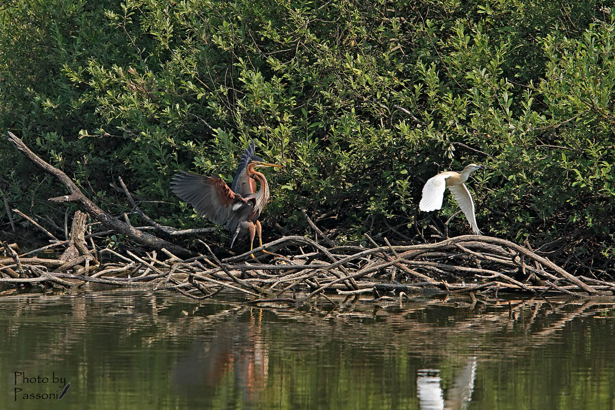 Via che arriva il boss!