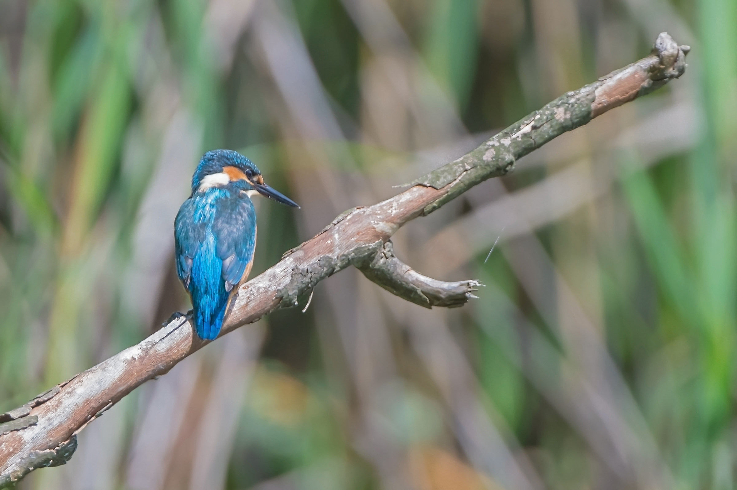 Alcedo atthis