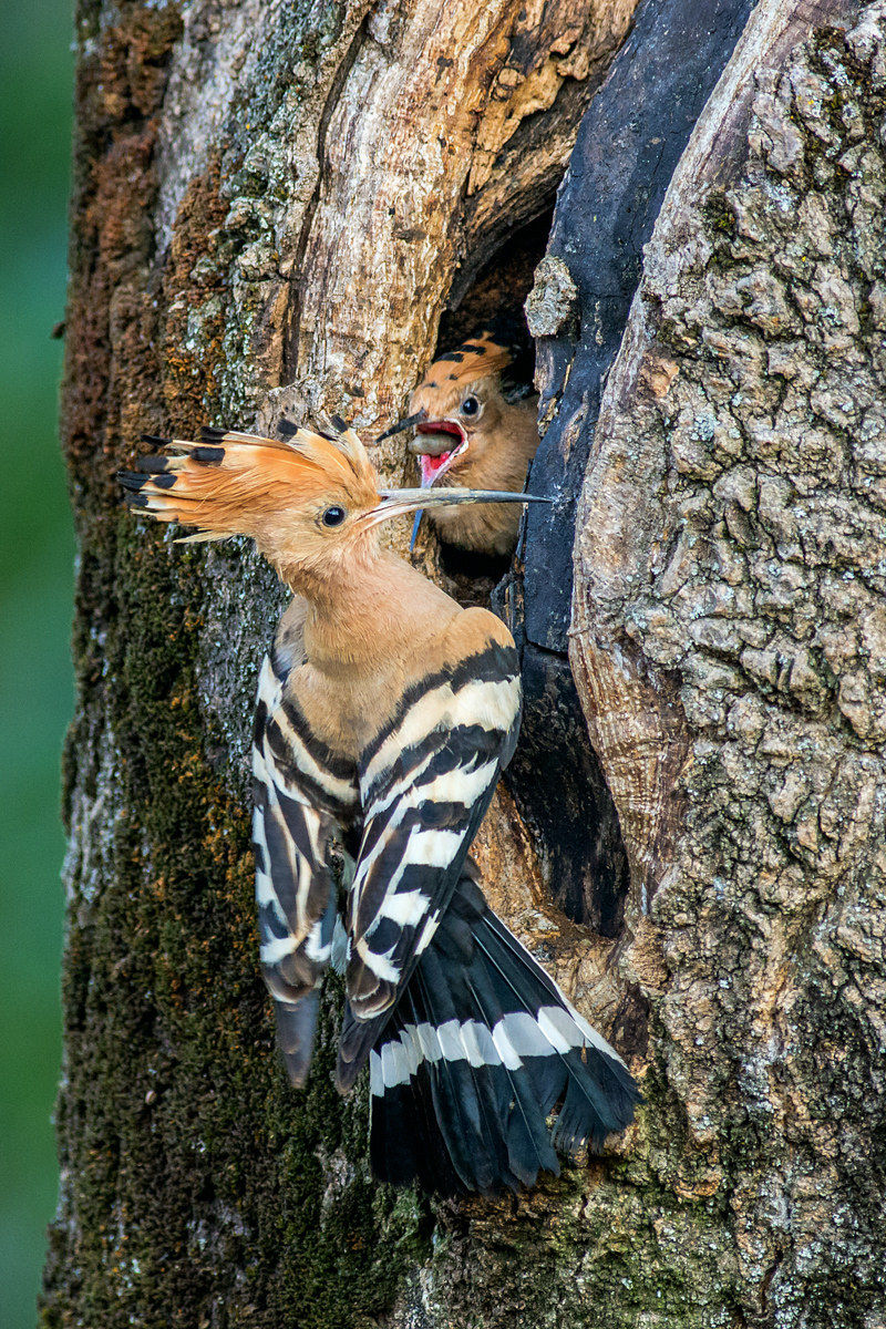 hoopoe nest