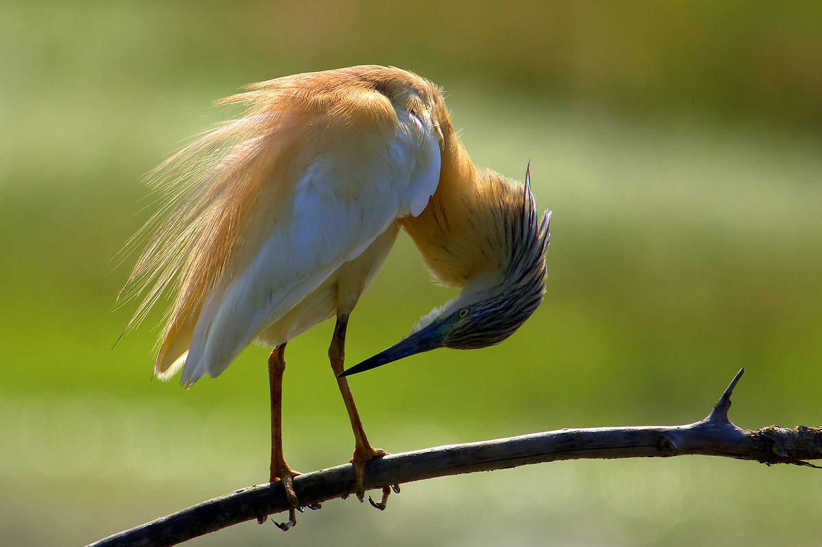 Controluce (Sgarza ciuffetto)