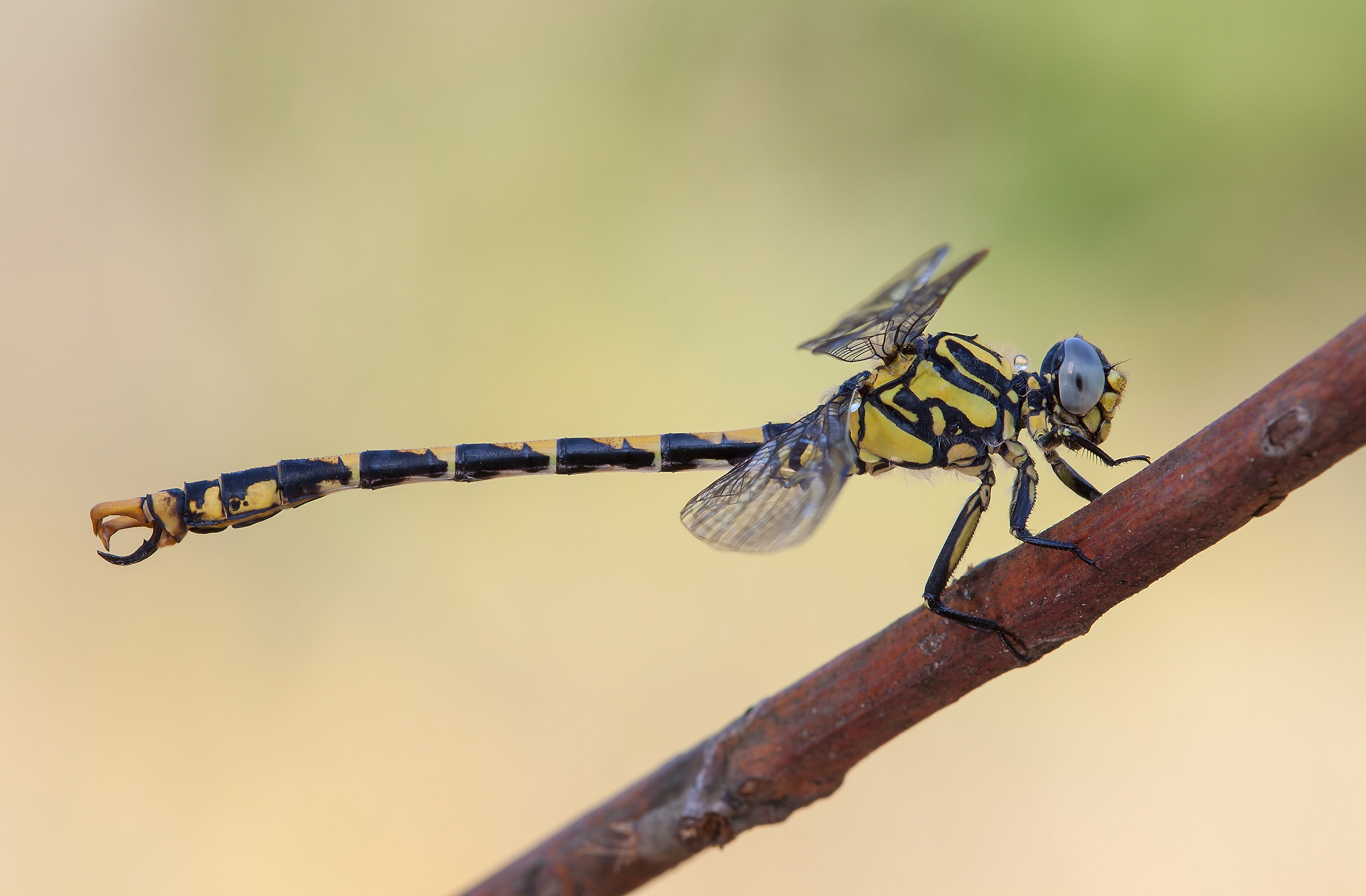 Onychogomphus forcipatus