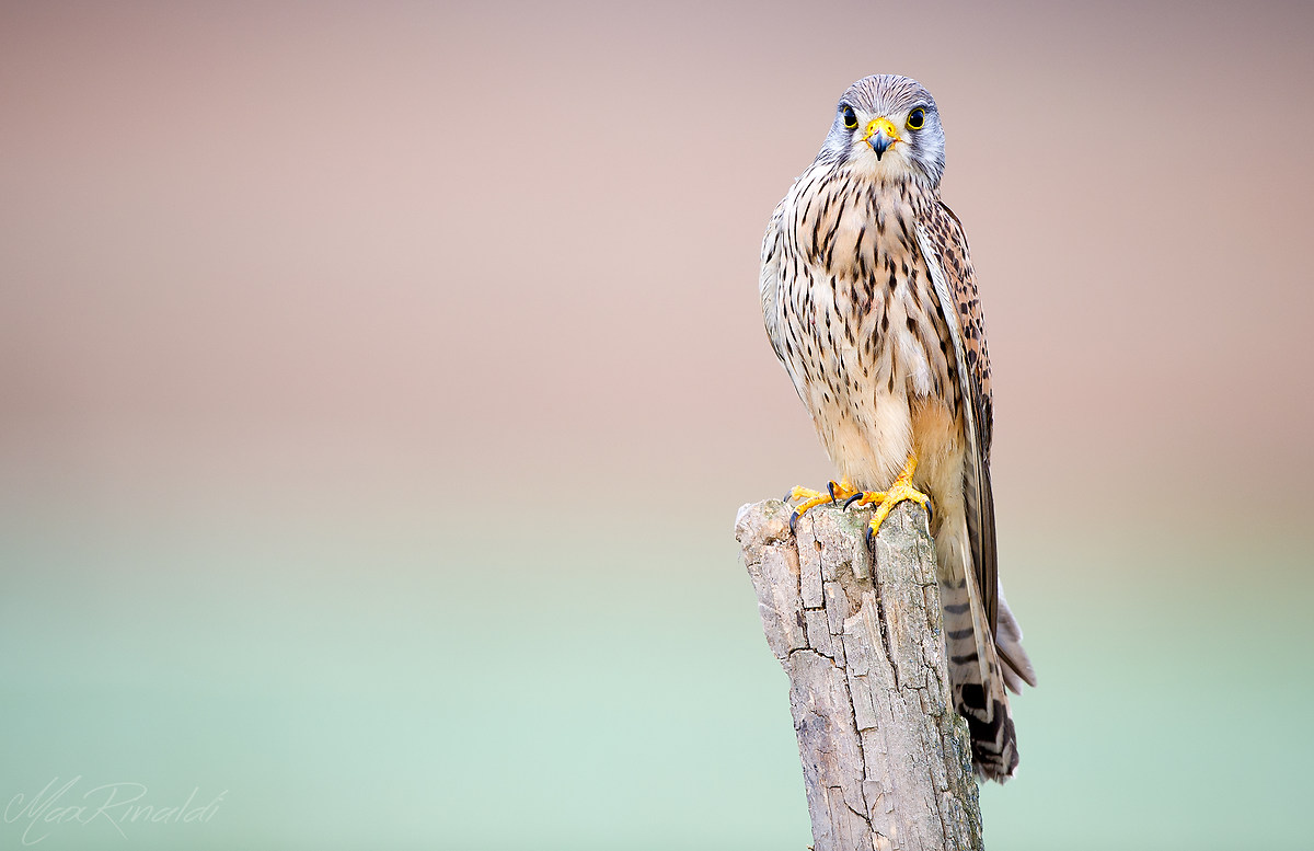 Kestrel portrait