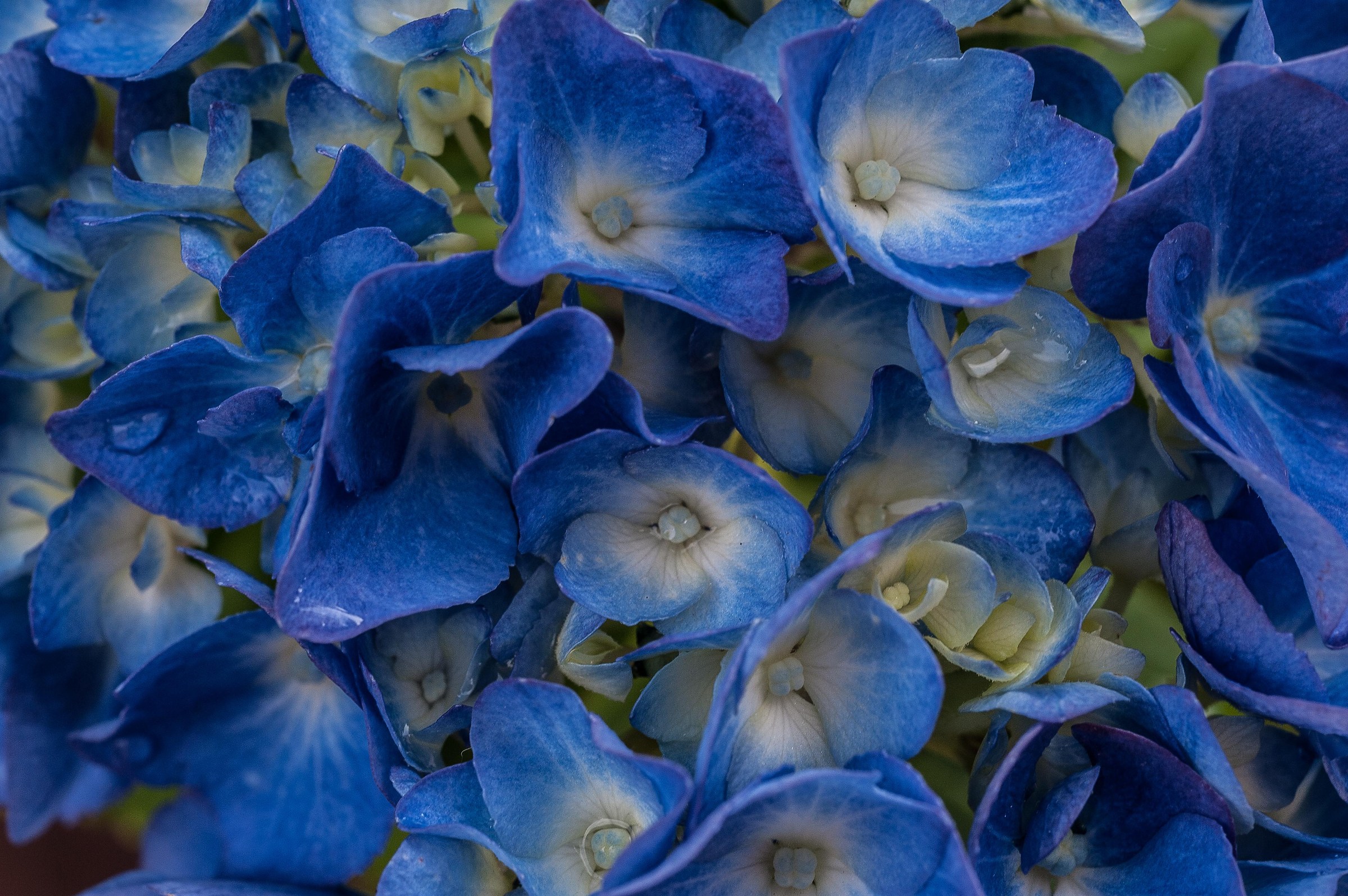 than d hydrangea after rain