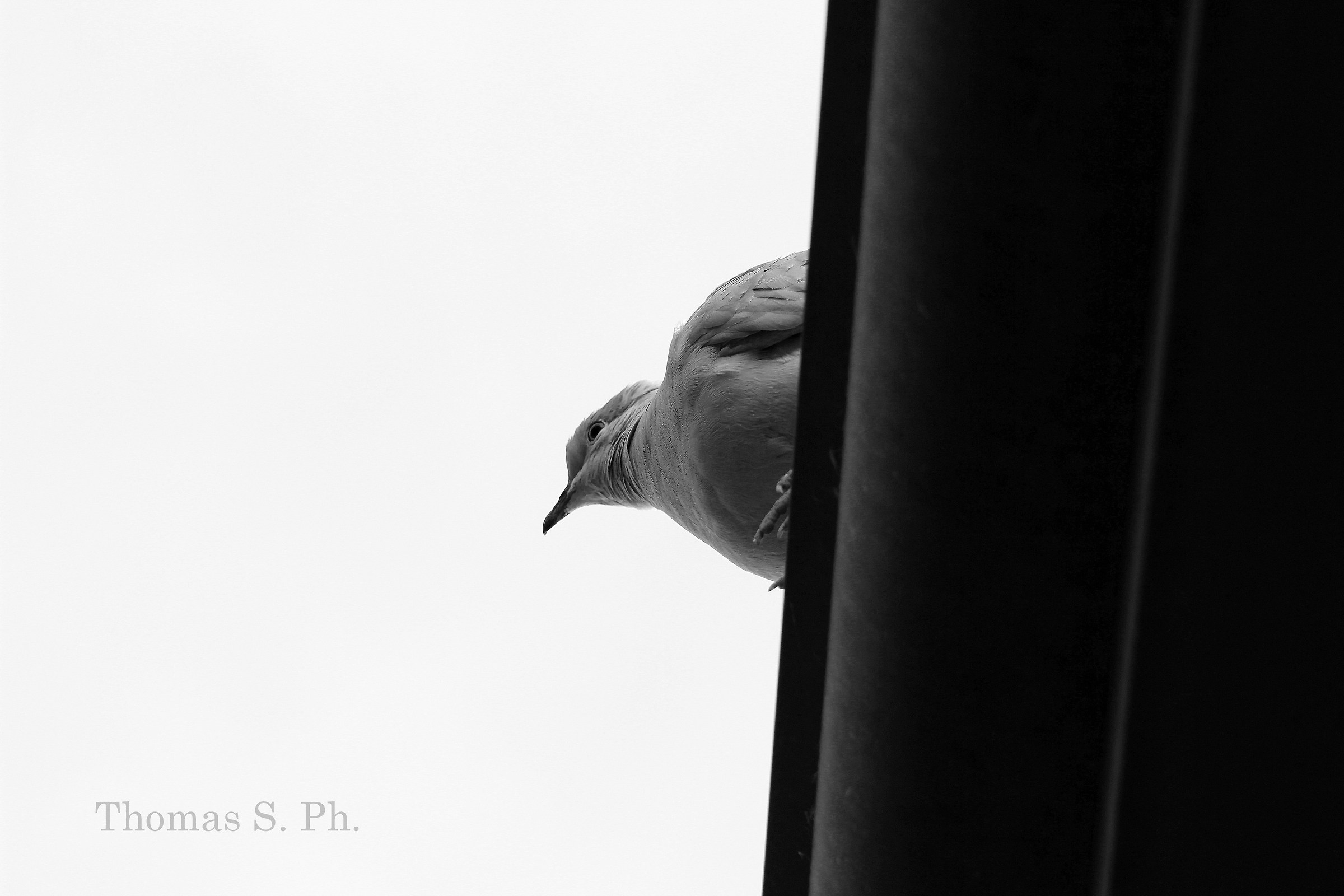 Tortorella che scruta l'orizzonte