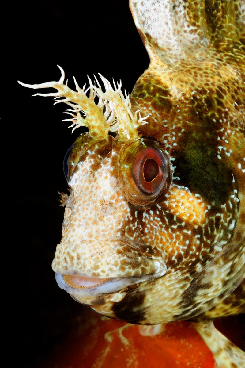 Drooling Gattoruggine