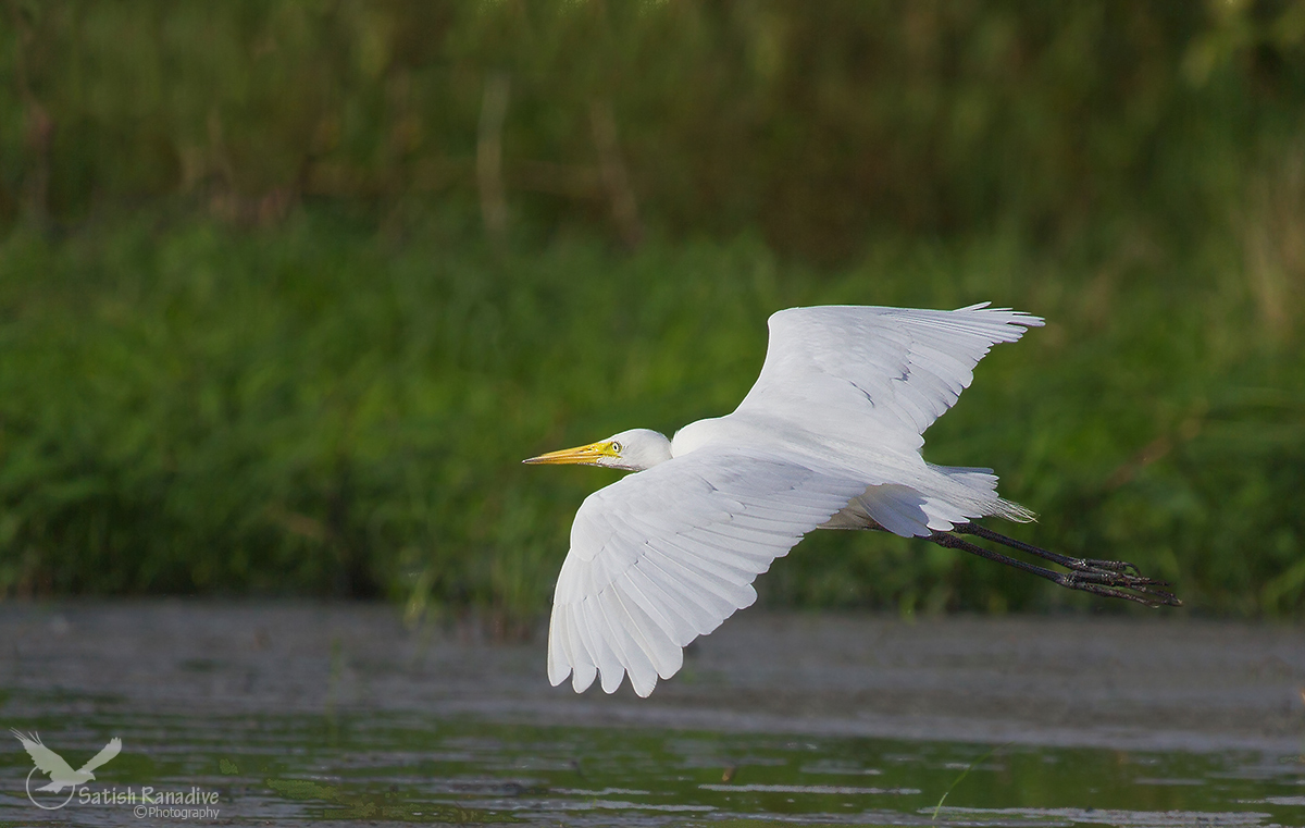 Great Egret in flight.