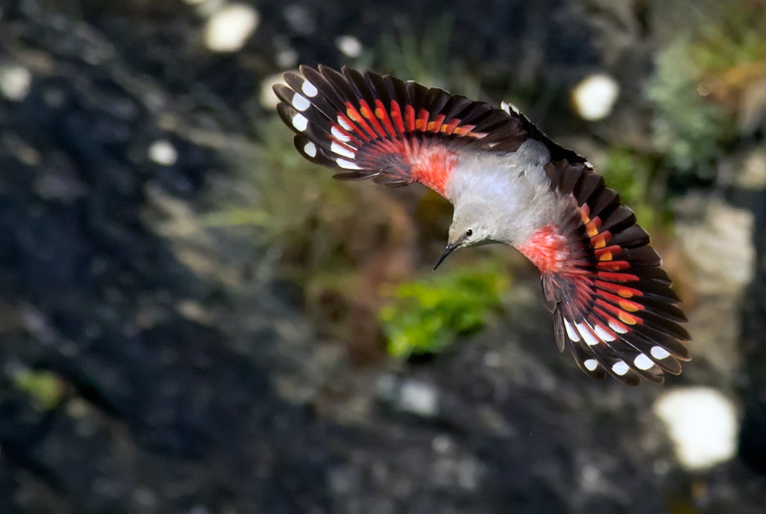 Woodpecker Muraiolo female in flight