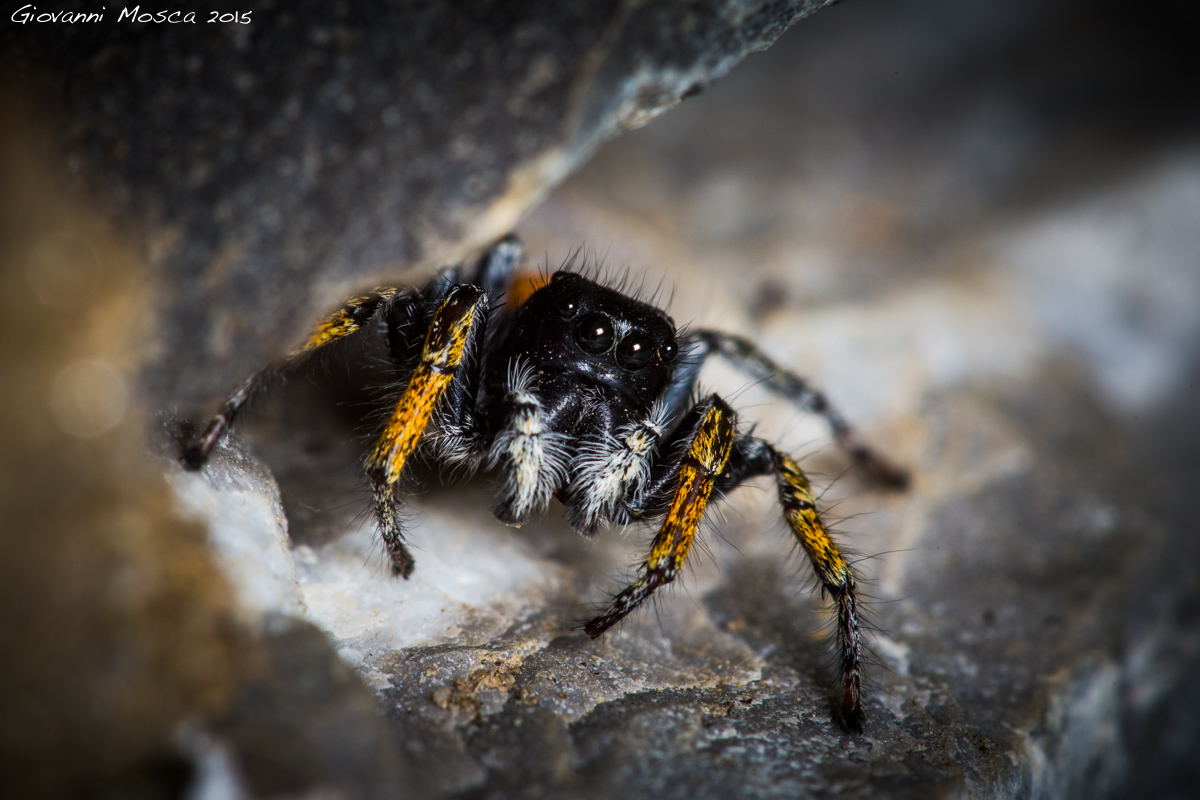 Jumping Spider