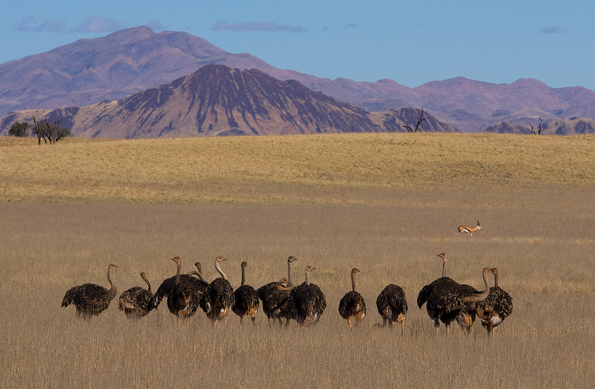 Namibrand, montagne e struzzi