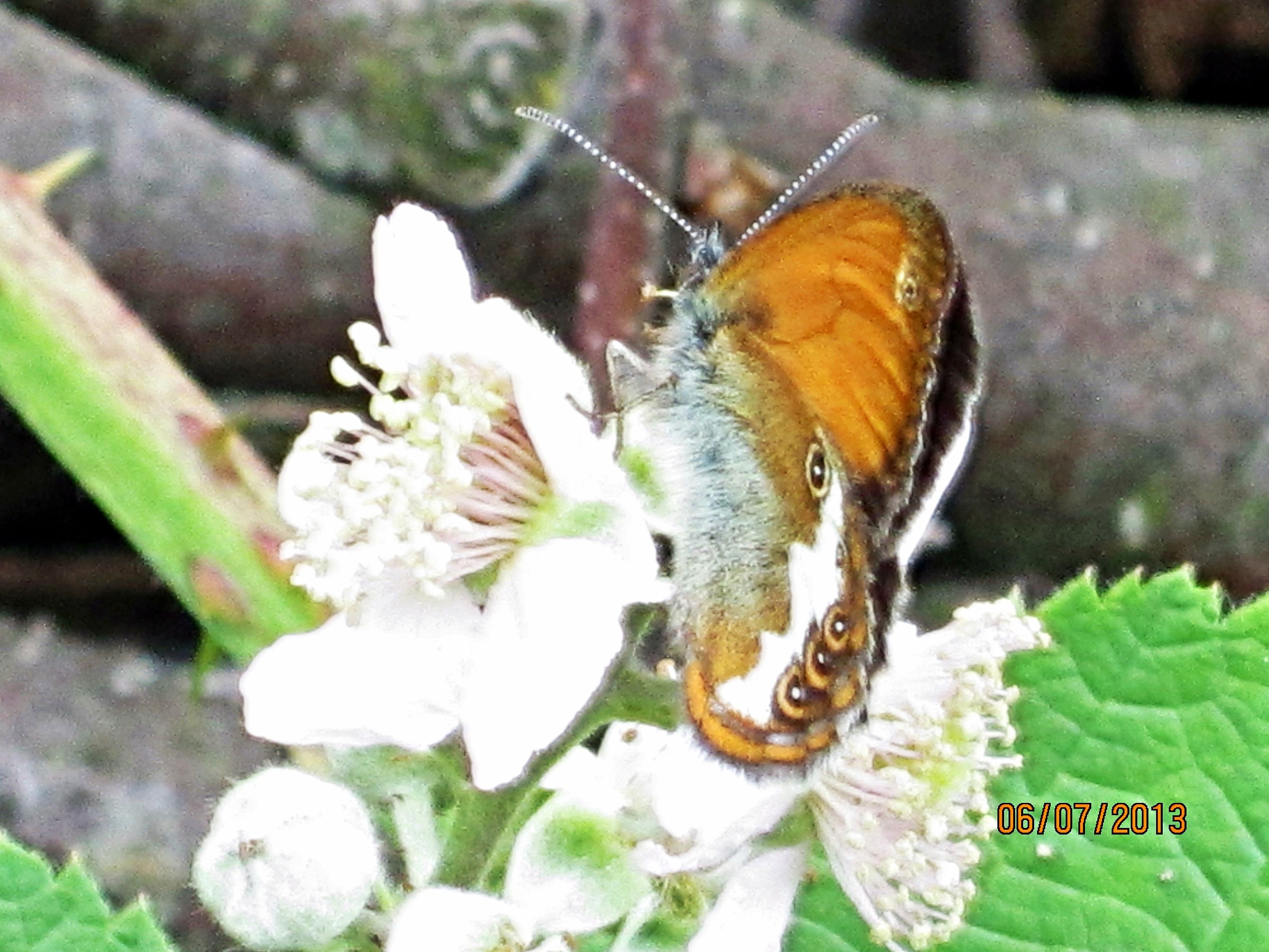 Coenonympha arcadia