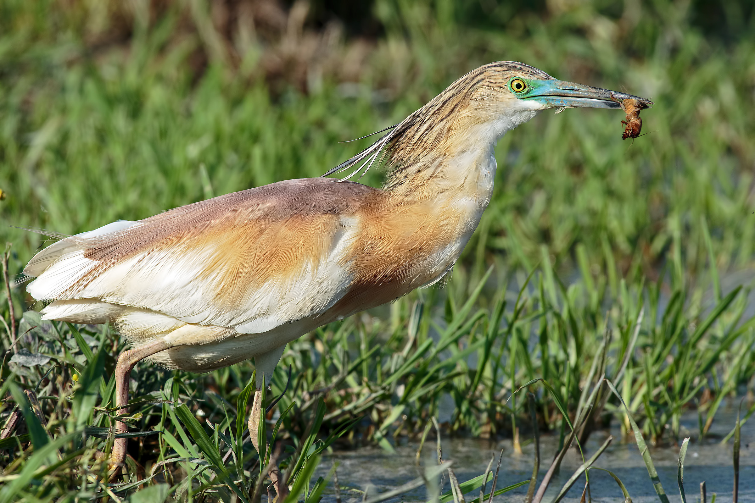 Squacco with mole cricket