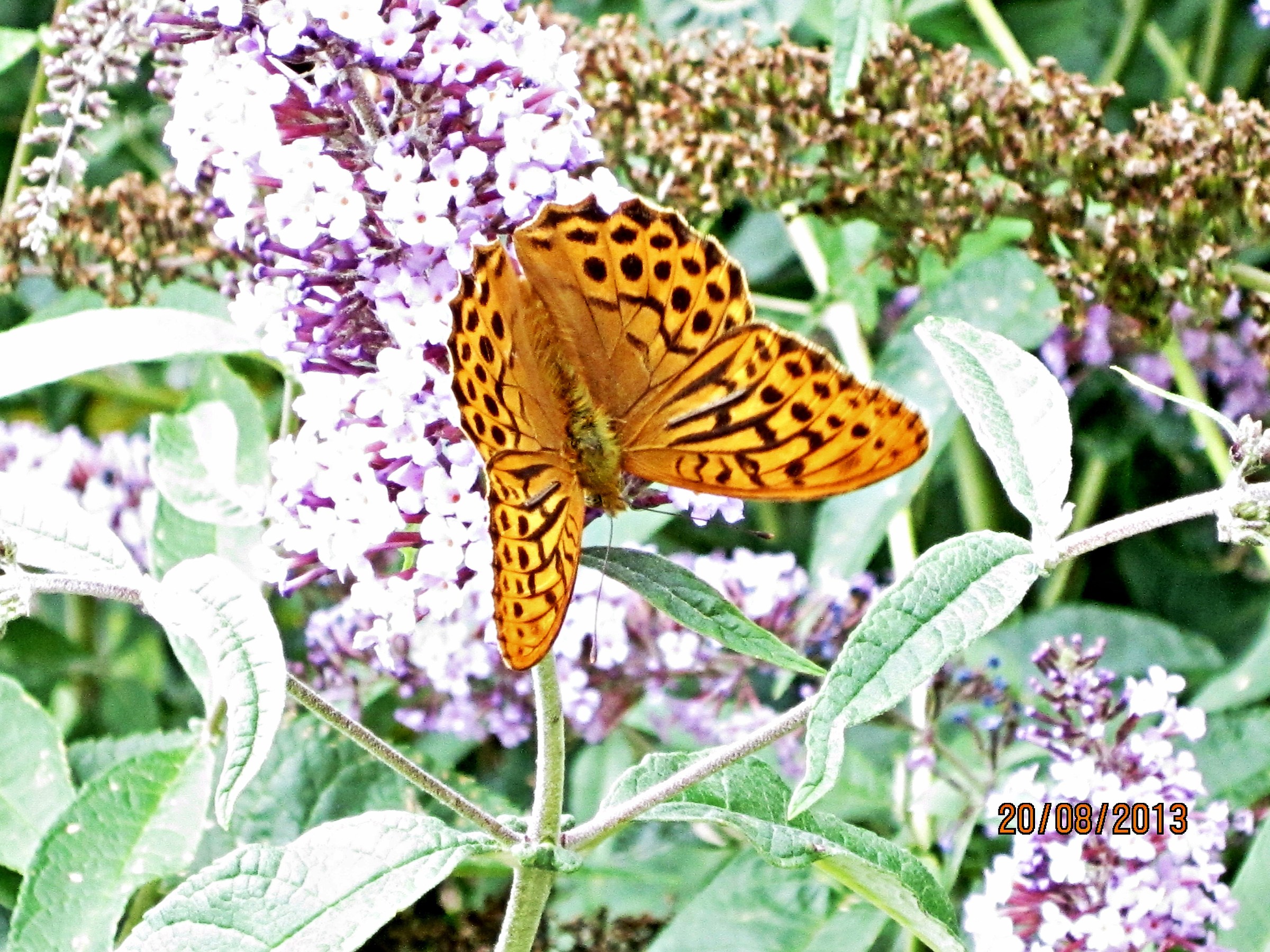 Argynnis paphia