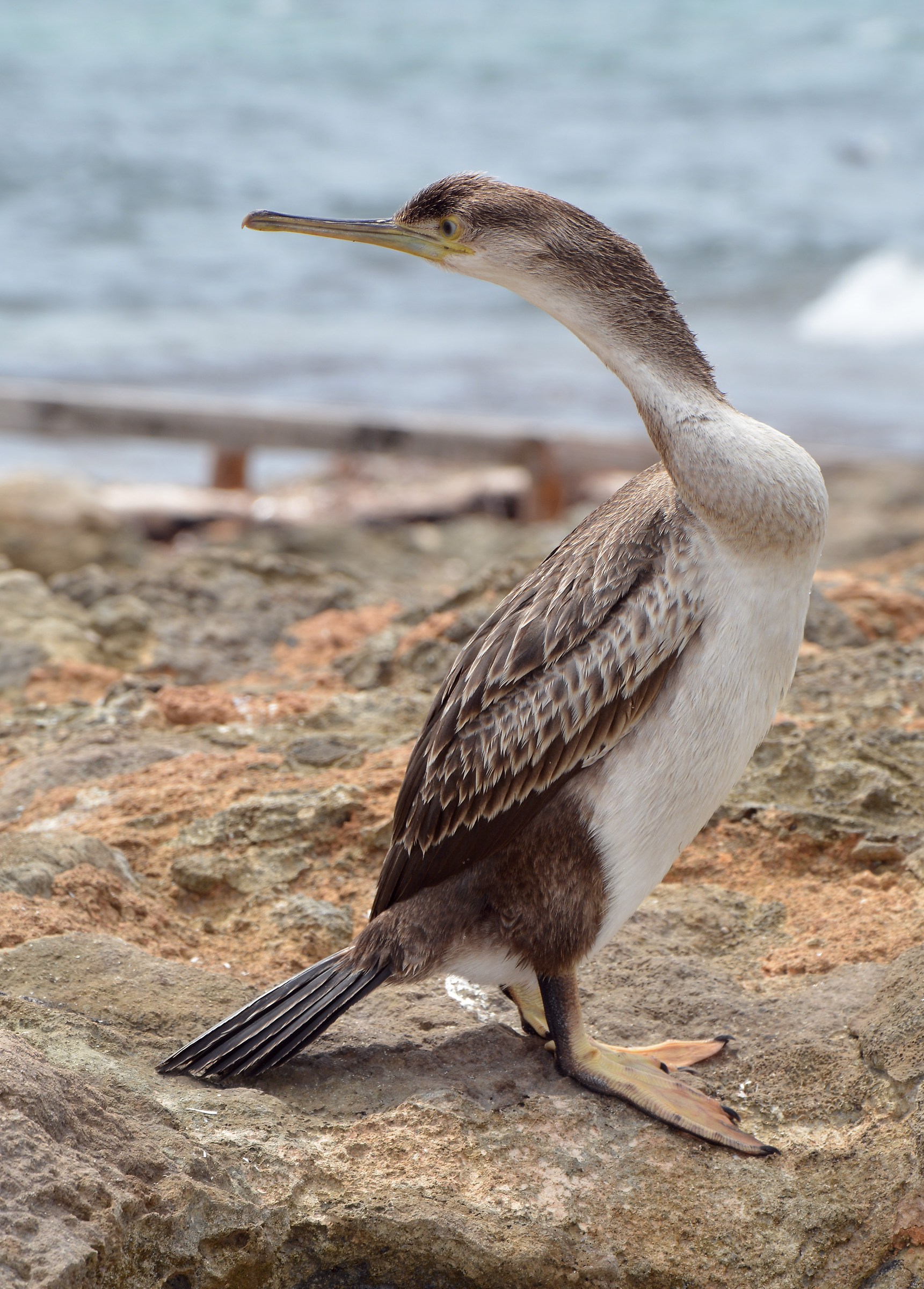 Marangone dal ciuffo