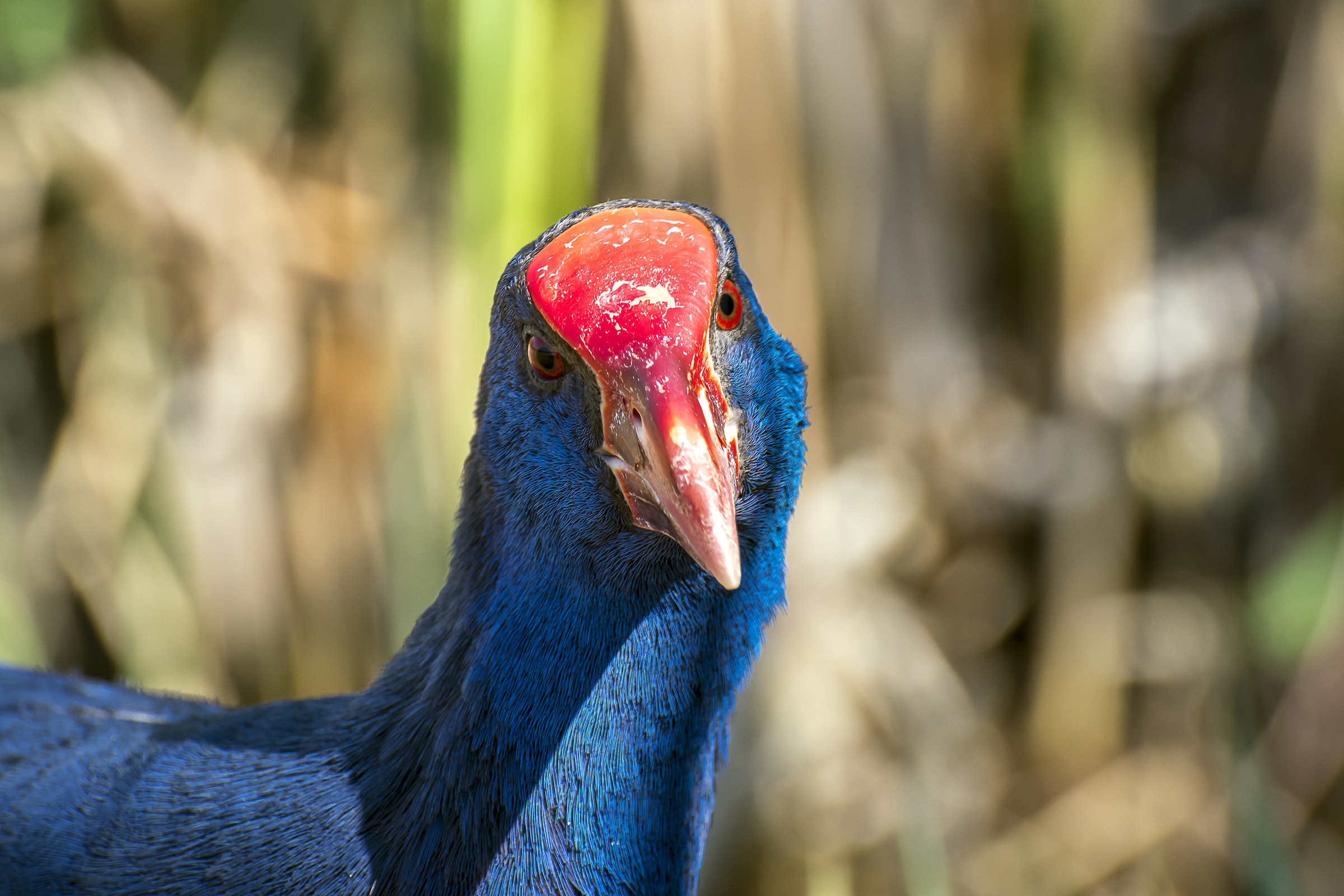 First floor - Chicken Sultan (Porphyrio porphyrio)