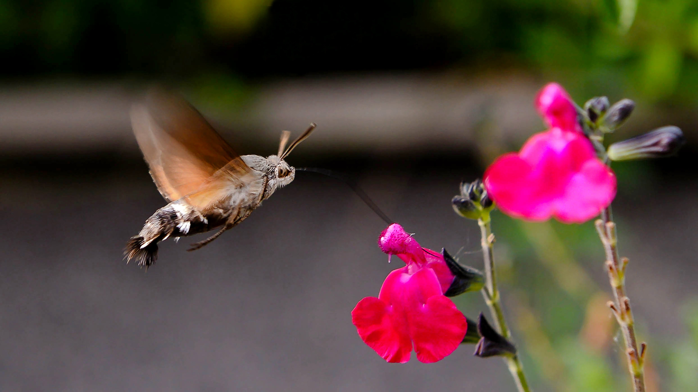 Sphinx Moth