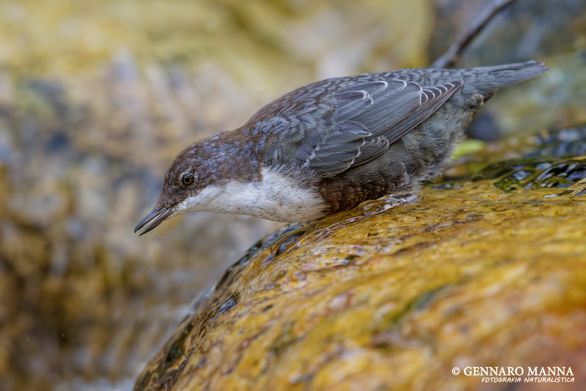 Merlo acquaiolo (Cinclus cinclus)