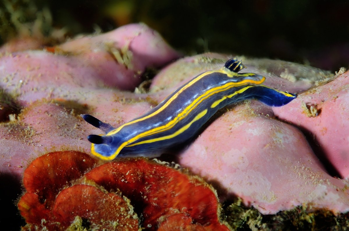 nudibranch