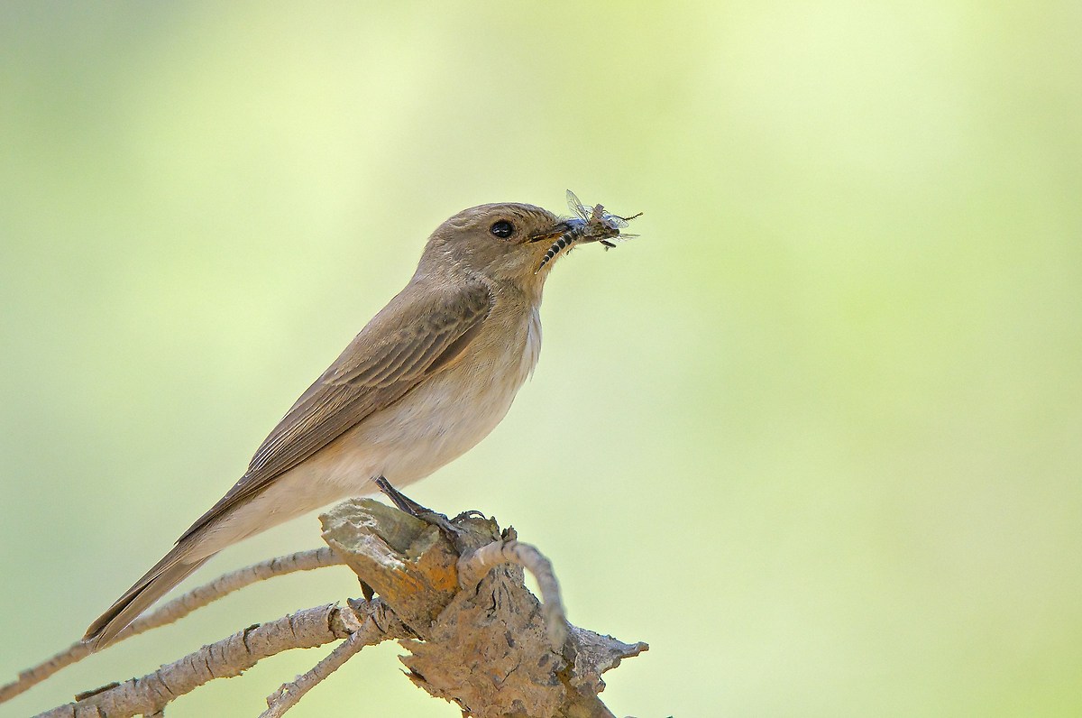 Pigliamosche con preda