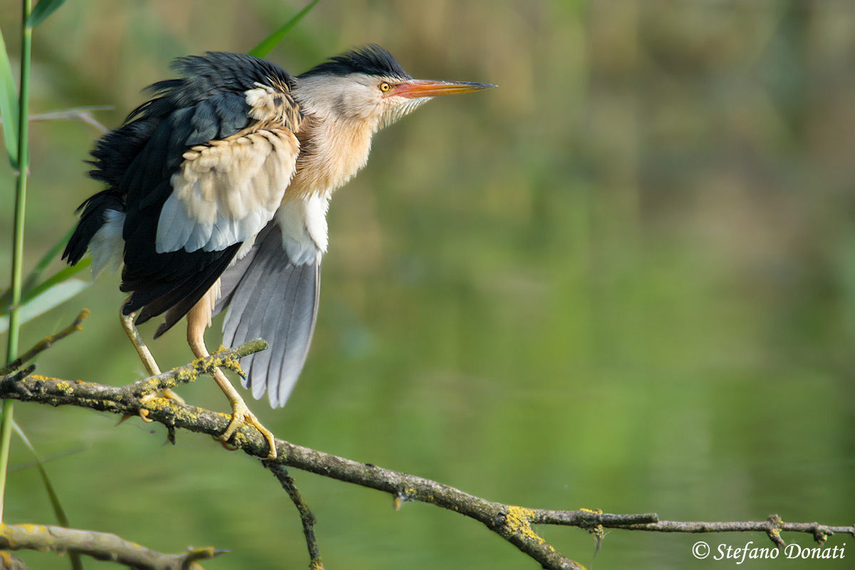 Tarabusino arruffato