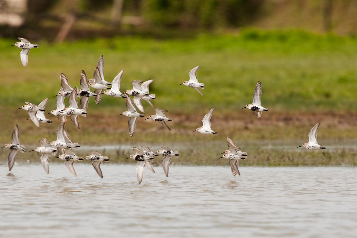 Piovanelli pancianera