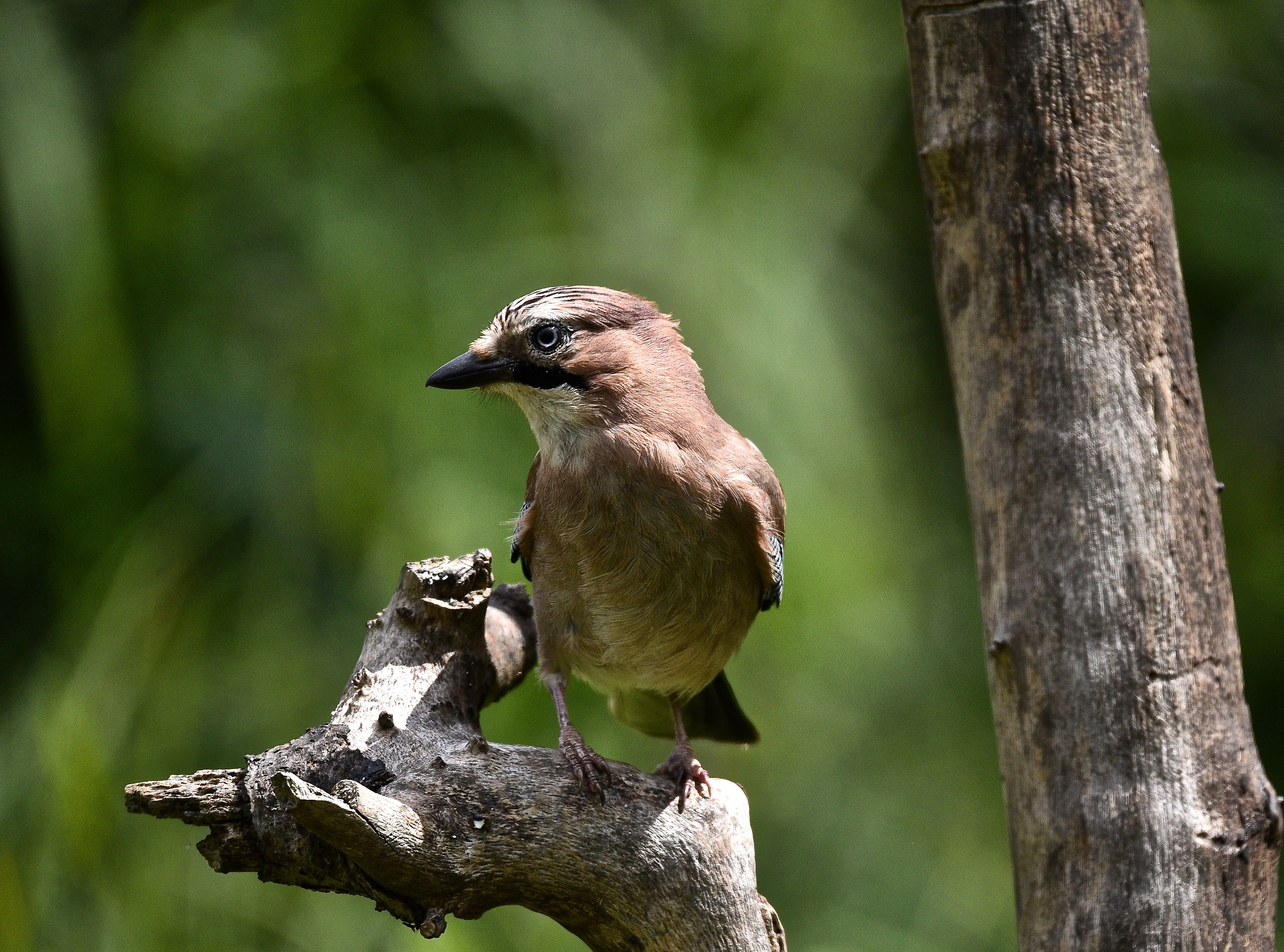 A jay that seems almost a "Martin"