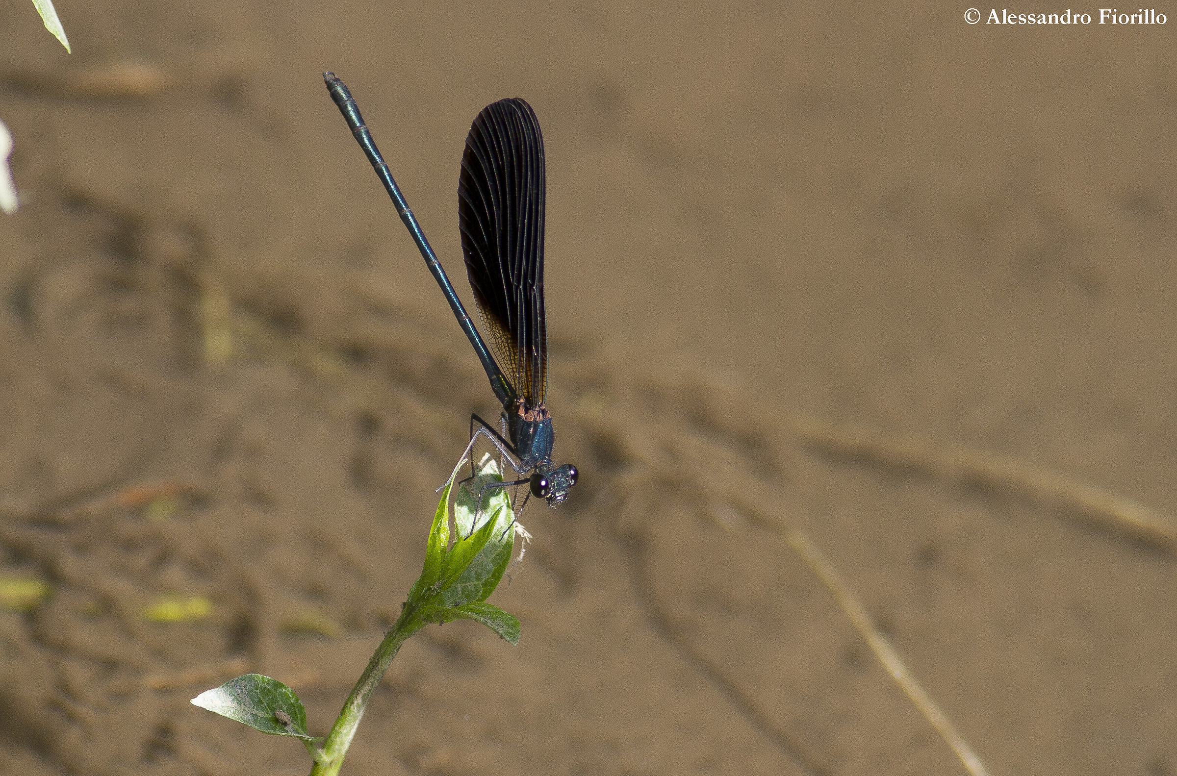Calopteryx haemorrhoidalis
