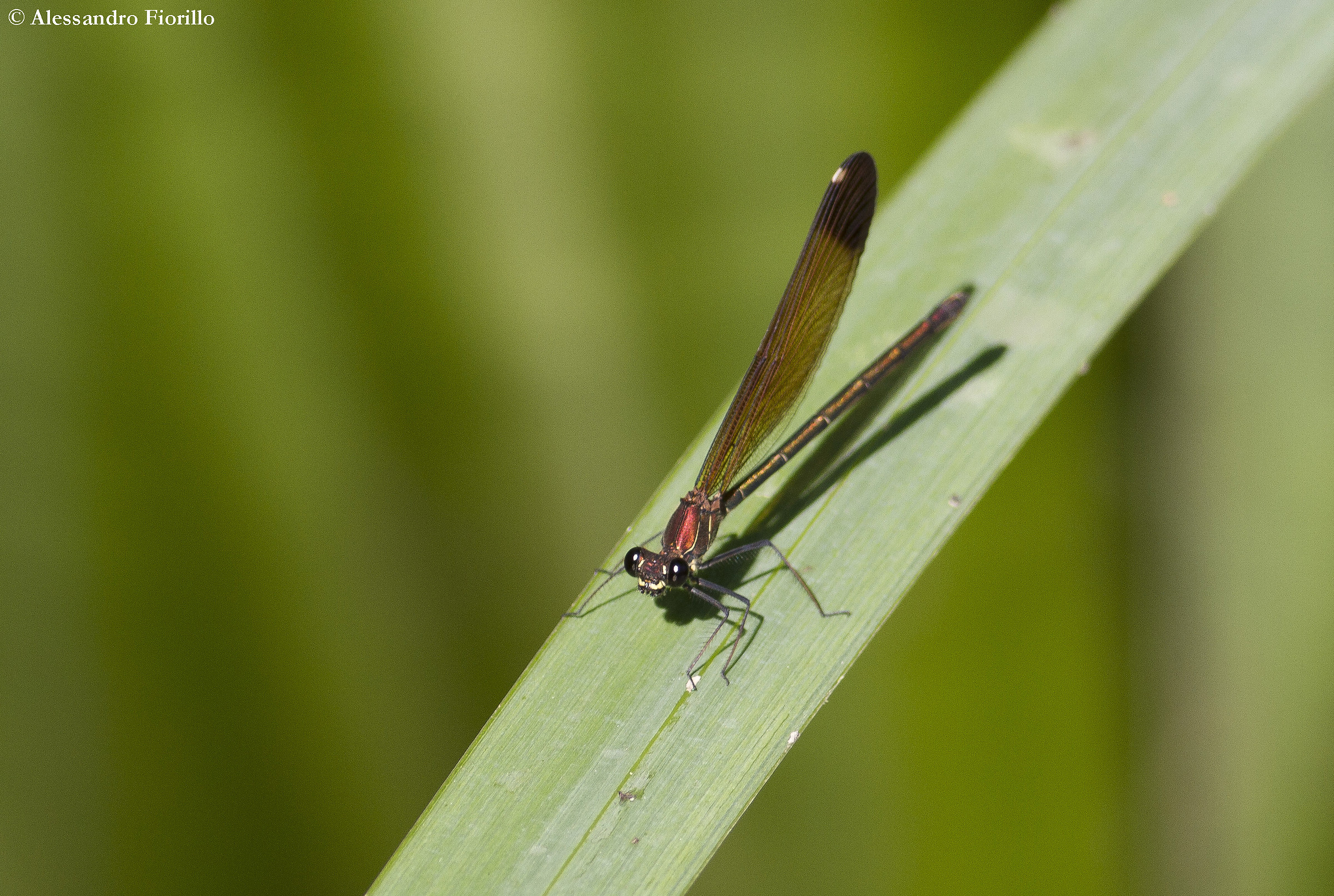 Calopteryx haemorrhoidalis