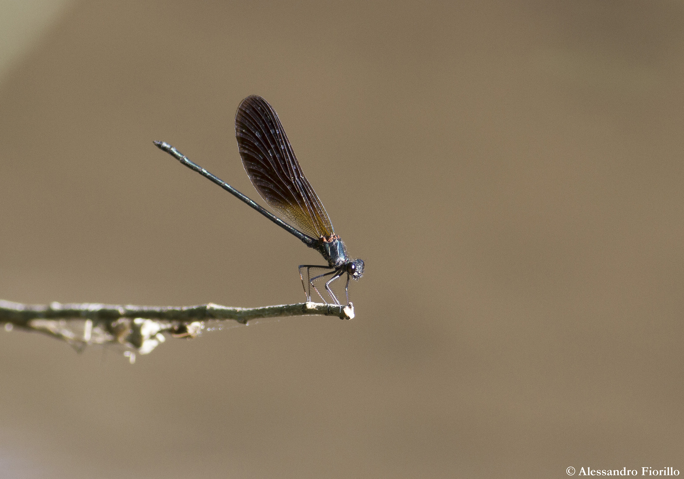 Calopteryx haemorrhoidalis