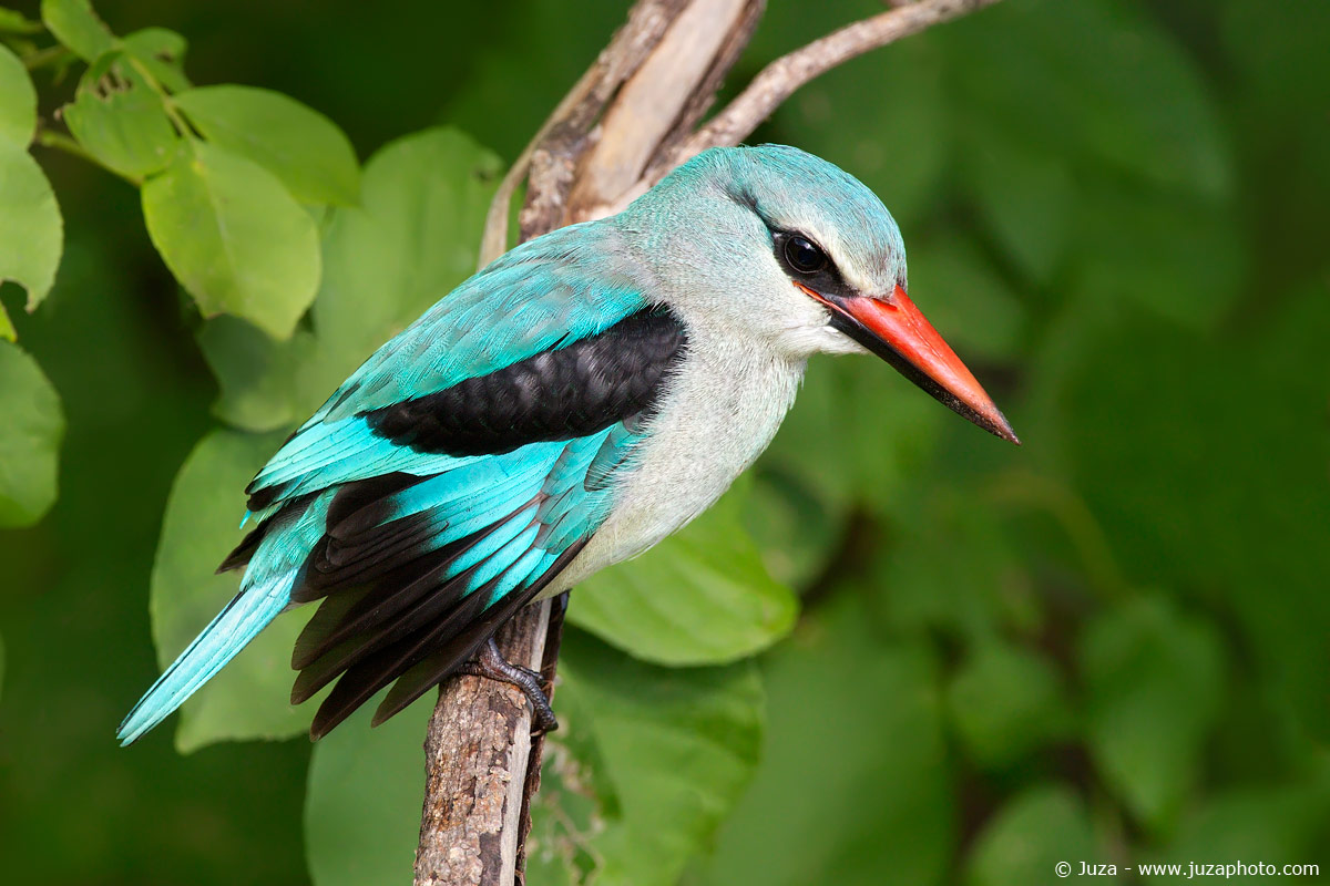 Halcyon senegalensis (Woodland kingfisher), 015088