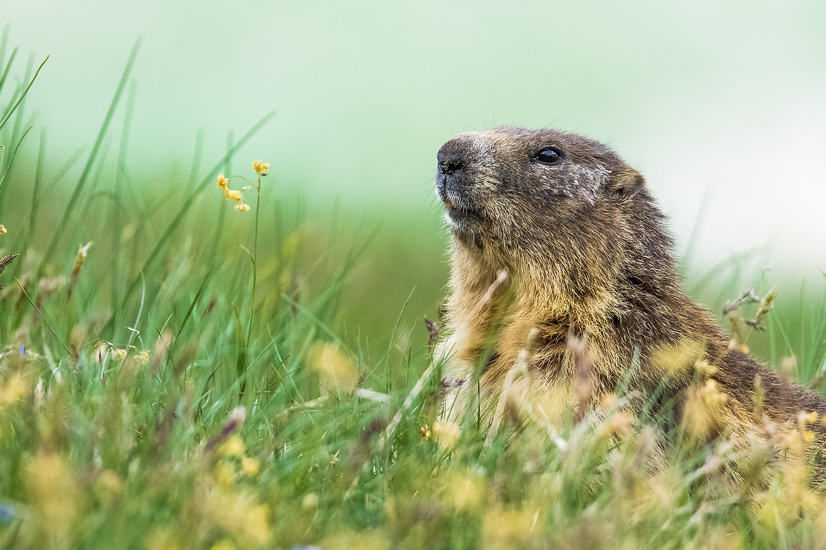 Marmot