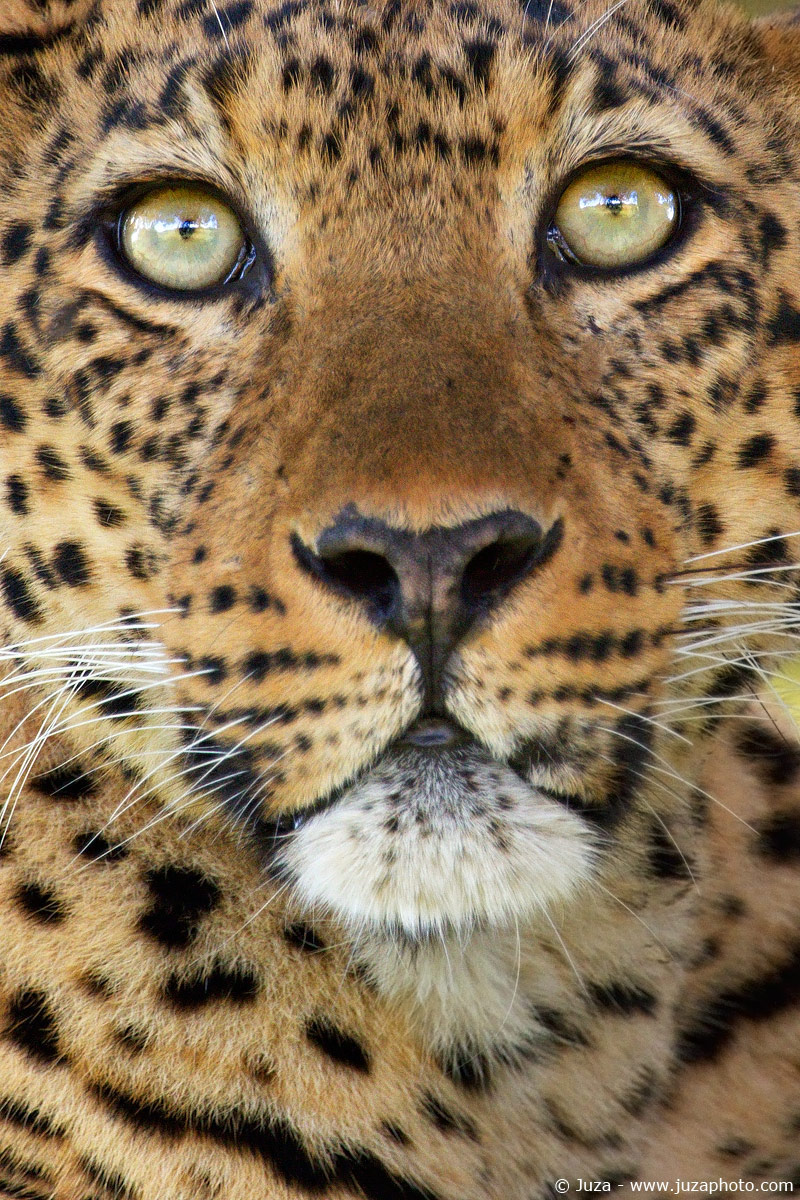 Panthera pardus (Leopardo), 014843
