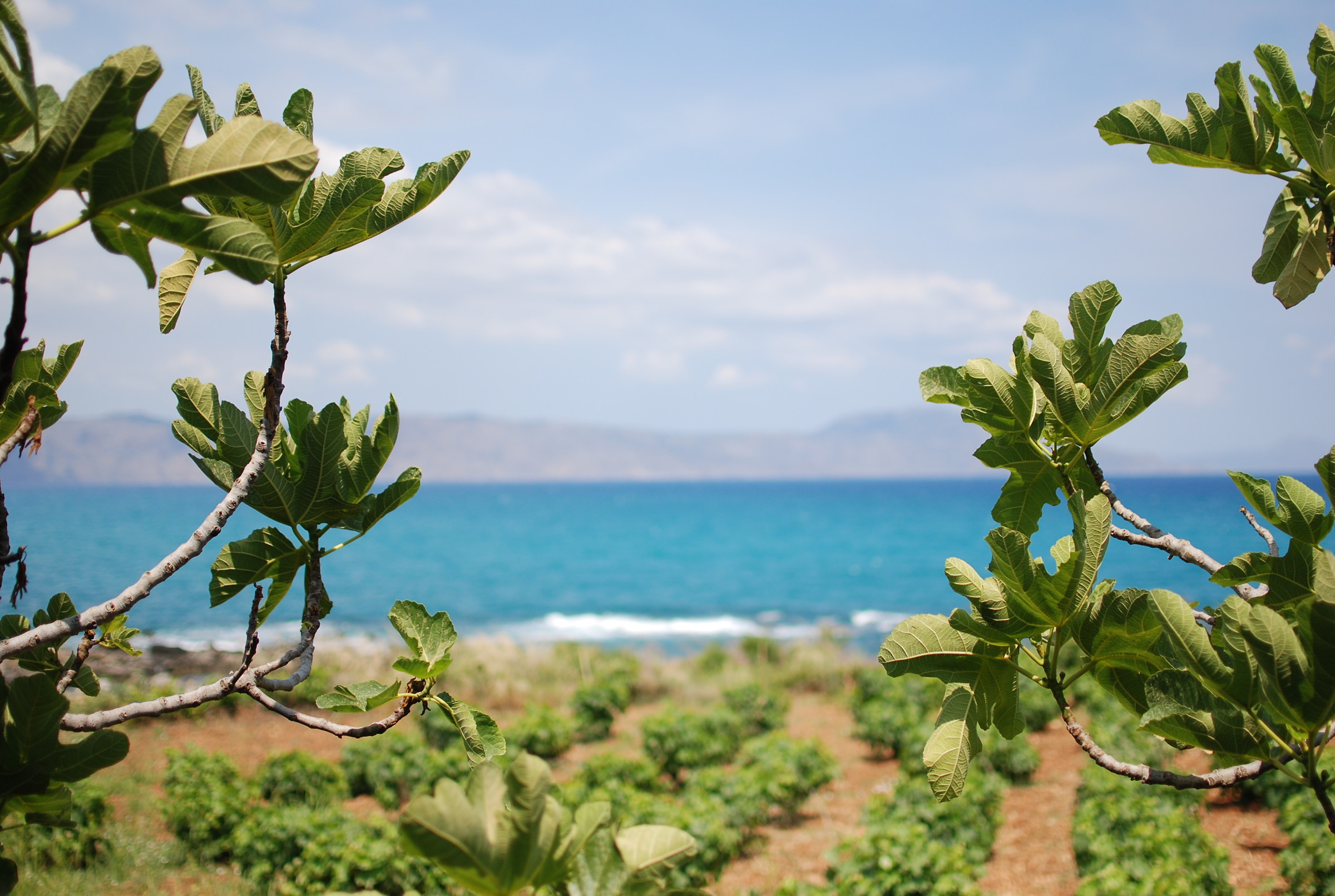 Classico panorama nell'isola di Creta