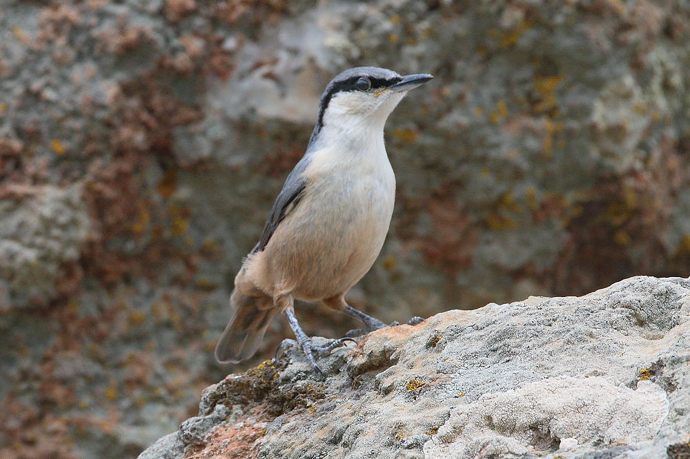 Picchio Muratore di Roccia